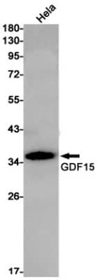 Western Blot: GDF-15 Antibody (S04-8I1) [NBP3-19645] - Western blot detection of GDF-15 in Hela cell lysates using NBP3-19645 (1:1000 diluted). Predicted band size: 34kDa. Observed band size: 34kDa.