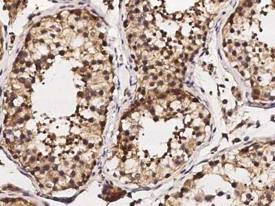 Immunohistochemistry-Paraffin: GDF-3 Antibody [NBP2-98686] - Immunochemical staining of human GDF-3 in human testis with rabbit polyclonal antibody (1:1000, formalin-fixed paraffin embedded sections).