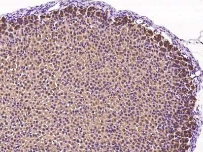 Immunohistochemistry-Paraffin: GDF-3 Antibody [NBP2-99527] - Immunochemical staining of mouse GDF-3 in mouse adrenal gland with rabbit polyclonal antibody at 1:300 dilution, formalin-fixed paraffin embedded sections.