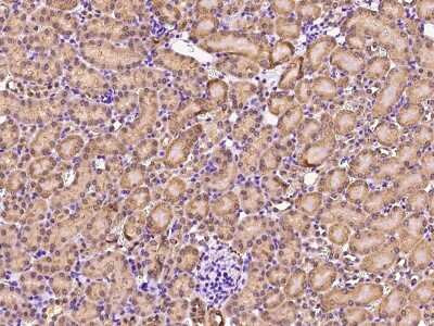 Immunohistochemistry-Paraffin: GDF-3 Antibody [NBP2-99527] - Immunochemical staining of mouse GDF-3 in mouse kidney with rabbit polyclonal antibody at 1:300 dilution, formalin-fixed paraffin embedded sections.