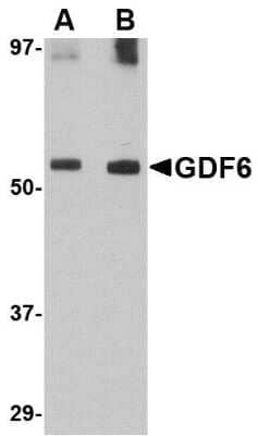 Western Blot: GDF-6/BMP-13 Antibody [NBP1-76364] - SK-N-SH lysate with GDF6 antibody at (A) 0.5 and (B) 1 ug/mL.