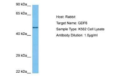 Western Blot: GDF-6/BMP-13 Antibody [NBP2-87494] - Host: Rabbit. Target Name: GDF6. Sample Tissue: Human K562 Whole Cell lysates. Antibody Dilution: 1ug/ml