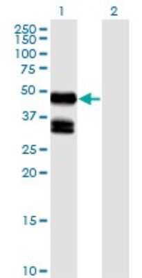 Western Blot: GDF-8/Myostatin Antibody (2D8) [H00002660-M06] - Analysis of GDF8 expression in transfected 293T cell line by GDF8 monoclonal antibody (M06), clone 2D8. Lane 1: GDF8 transfected lysatE (42.8 KDa). Lane 2: Non-transfected lysate.