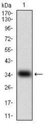 Western Blot: GDF-8/Myostatin Antibody (6E4E6) [NBP2-37264] - Western blot analysis using MSTN mAb against human MSTN (AA:24-266 ) recombinant protein. (Expected MW is 28.9 kDa)