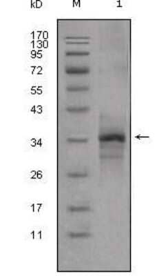 Western Blot: GDF-8/Myostatin Antibody (6H12) [NBP1-47388] - GDF8/Myostatin Western blot analysis using anti-Myostatin monoclonal antibody against truncated Myostatin -His recombinant protein(1).