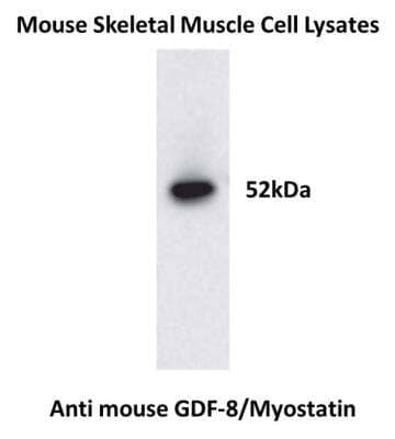 Western Blot: GDF-8/Myostatin Antibody (RM0243-13F2) [NBP2-12334] - GDF-8/Myostatin Antibody used in mouse skeletal muscle cell lysates.