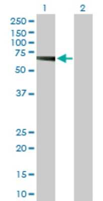 Western Blot: GDF-9 Antibody [H00002661-D01P] - Analysis of GDF9 expression in transfected 293T cell line by GDF9 polyclonal antibody.Lane 1: GDF9 transfected lysate(51.40 KDa).Lane 2: Non-transfected lysate.