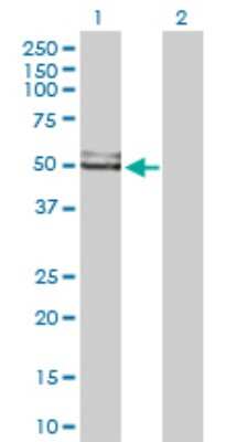 Western Blot: GDI1 Antibody [H00002664-D01P] - Analysis of GDI1 expression in transfected 293T cell line by GDI1 polyclonal antibody.Lane 1: GDI1 transfected lysate(50.60 KDa).Lane 2: Non-transfected lysate.