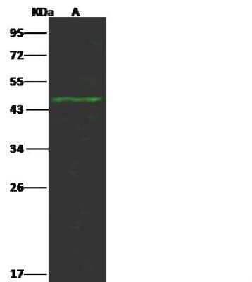Western Blot: GDI1 Antibody [NBP2-99205] - Lane A: NIHT3 Whole Cell LysateLysates/proteins at 30 ug per lane.SecondaryGoat Anti- Rabbit  IgG H&L (Dylight 800)  at 1/10000 dilution.Developed using the Odyssey technique.Performed under reducing conditions.Predicted band size:51 kDaObserved band size:47 kDa