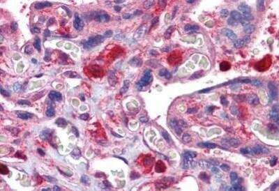 Immunohistochemistry-Paraffin: GDI2 Antibody [NBP1-52317] - Analysis of anti-GDI2 antibody with human placenta at concentration 10 ug/ml.