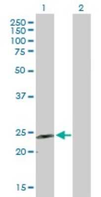 Western Blot: GDNF Antibody [H00002668-B01P] - Analysis of GDNF expression in transfected 293T cell line by GDNF polyclonal antibody.  Lane 1: GDNF transfected lysate(23.21 KDa). Lane 2: Non-transfected lysate.