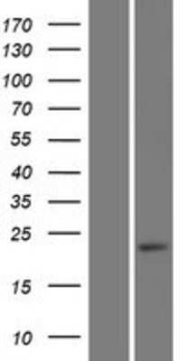 Western Blot GDNF Overexpression Lysate