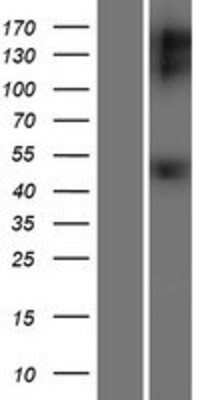 Western Blot: GDNF Receptor alpha 1 Overexpression Lysate (Adult Normal) [NBP2-05472] Left-Empty vector transfected control cell lysate (HEK293 cell lysate); Right -Over-expression Lysate for GDNF Receptor alpha 1.