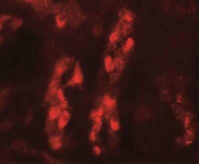 Immunohistochemistry GDPD5 Antibody - BSA Free