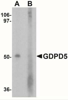 Western Blot GDPD5 Antibody - BSA Free