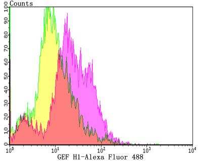 Flow Cytometry: GEF-H1 Antibody (JG36-46) [NBP2-76838] - Flow cytometric analysis of HL-60 cells with GEF H1 antibody at 1/100 dilution (yellow) compared with an unlabelled control (cells without incubation with primary antibody; purple).Alexa Fluor 488-conjugated goat anti-rabbit IgG was used as the secondary antibody.