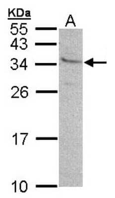 Western Blot: GEM Antibody [NBP1-30962] - Sample (30 ug of whole cell lysate) A: 293T 12% SDS PAGE, antibody diluted at 1:500.