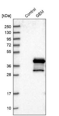 Western Blot: GEM Antibody [NBP1-81350] - Analysis in control (vector only transfected HEK293T lysate) and GEM over-expression lysate (Co-expressed with a C-terminal myc-DDK tag (3.1 kDa) in mammalian HEK293T cells).