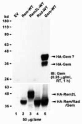 Western Blot: GEM Antibody [NBP2-26121] - HEK293 lysate overexpressing full-length Human GEM (HA tagged), mock-transfected HEK293 (EV) and HEK293 transiently expressing GEM-related genes (Rem, Rem2L and Rad) probed with NBP2-26121 (1ug/ml). The same lysates probed with anti-HA tag antibody in the lower panel.