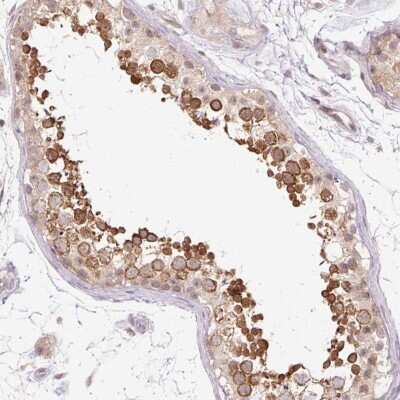 Immunohistochemistry-Paraffin: GEMIN2 Antibody [NBP2-38553] - Staining of human testis shows high expression.