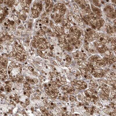 Immunohistochemistry-Paraffin: GEMIN6 Antibody [NBP1-82075] - Staining of human adrenal gland shows strong cytoplasmic and nuclear positivity in cortical cells.