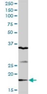 Western Blot GEMIN6 Antibody - Azide and BSA Free