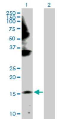 Western Blot: GEMIN6 Antibody [H00079833-D01P] - Analysis of GEMIN6 expression in transfected 293T cell line by GEMIN6 polyclonal antibody.Lane 1: GEMIN6 transfected lysate(18.90 KDa).Lane 2: Non-transfected lysate.