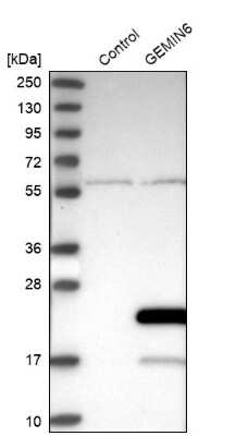 Western Blot GEMIN6 Antibody - BSA Free