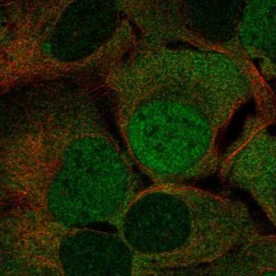 Immunocytochemistry/Immunofluorescence: GET4 Antibody [NBP1-86732] - Staining of human cell line U-2 OS shows localization to nucleoplasm & cytosol. Antibody staining is shown in green.