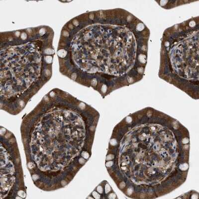 Immunohistochemistry-Paraffin GET4 Antibody