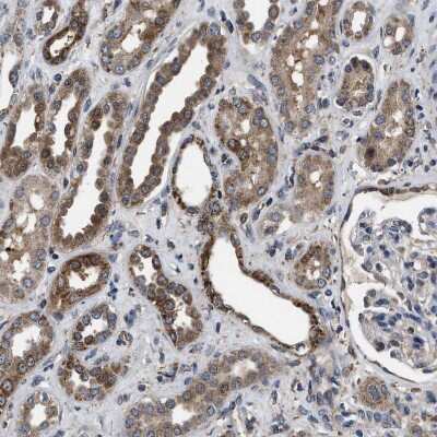 Immunohistochemistry-Paraffin GET4 Antibody