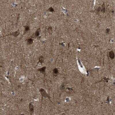 Immunohistochemistry-Paraffin: GET4 Antibody [NBP1-86732] - Staining of human cerebral cortex shows  positivity in neuronal cells.