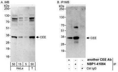 Western Blot GET4 Antibody