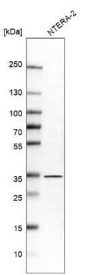 Western Blot: GET4 Antibody [NBP1-86732] - Analysis in human cell line NTERA-2.