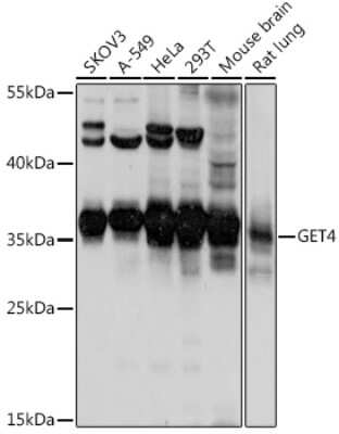 Western Blot GET4 Antibody - Azide and BSA Free