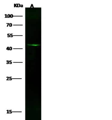 Western Blot: GFAP Antibody (012) [NBP2-89203] - Lane A: Mouse brain tissue lysate Lysates/proteins at 30 ug per lane. Secondary Goat Anti-Rabbit IgG H&L (DyLight 800) at 1:10000 dilution. Developed using the Odyssey technique. Performed under reducing conditions. Predicted band size: 50 kDa. Observed band size: 45 kDa.