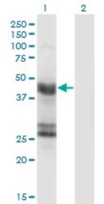 Western Blot: GFAP Antibody (8H3) [H00002670-M06] - Analysis of GFAP expression in transfected 293T cell line by GFAP monoclonal antibody (M06), clone 8H3. Lane 1: GFAP transfected lysate (Predicted MW: 49.9 kDa). Lane 2: Non-transfected lysate.