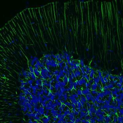 Immunohistochemistry-Paraffin: GFAP Antibody (CL2713) [NBP2-76477] - Staining of rat brain shows strong positivity in astrocytes in the cerebellum.