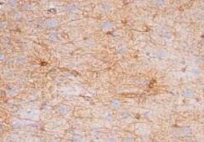 Immunohistochemistry-Paraffin: GFAP Antibody (GA-5) - Azide and BSA Free [NBP2-33184] - Analysis in human Cerebellum.