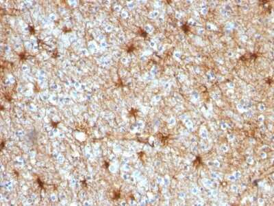 Immunohistochemistry-Paraffin: GFAP Antibody (GA-5) - Azide and BSA Free [NBP2-33184] - Formalin-fixed, paraffin-embedded human Cerebellum stained with GFAP Antibody (GA-5).