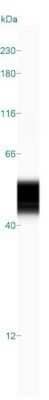 Simple Western: GFAP Antibody (GA-5) - Azide and BSA Free [NBP2-33184] - Simple Western lane view shows a specific band for GFAP in 0.2 mg/mL of human brain lysate. This experiment was performed under reducing conditions using the 12-230 kDa separation system.