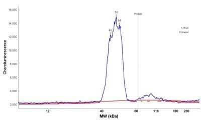 Simple Western: GFAP Antibody (GA-5) - Azide and BSA Free [NBP2-33184] - Electropherogram image of the corresponding Simple Western lane. GFAP antibody was used at 10 ug/mL dilution of human brain lysates.