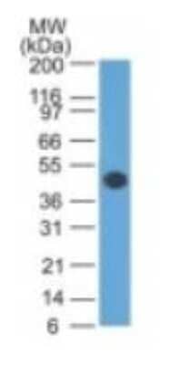 Western Blot: GFAP Antibody (GA-5) - Azide and BSA Free [NBP2-33184] - Analysis showing relative size.