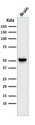 Western Blot: GFAP Antibody (GA-5) - Azide and BSA Free [NBP2-33184] - Western Blot Analysis of human brain tissue lysate using GFAP Antibody (GA-5).