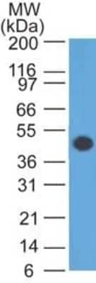 Western Blot: GFAP Antibody (GA-5) - Azide and BSA Free [NBP2-33184] - Analysis of GFAP in human brain lysate using GFAP (GA5) antibody at 1 ug/mL. goat anti-mouse Ig HRP secondary antibody and PicoTect ECL substrate solution were used for this test.