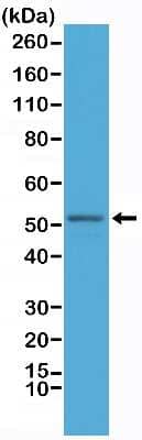 Western Blot: GFAP Antibody (RM246) [NBP2-77407] - Western Blot of mouse brain tissue lysate, using NBP2-77407, showed GFAP (~50 kDa) expression in mouse brain.