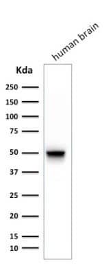 Western Blot: GFAP Antibody (SPM248) - Azide and BSA Free [NBP2-34401] - Western Blot Analysis of human brain tissue lysate using GFAP Antibody (SPM248).