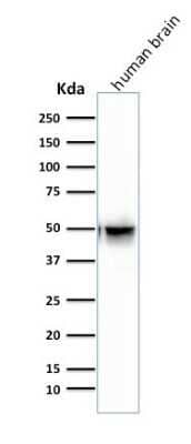 Western Blot: GFAP Antibody (SPM507) - Azide and BSA Free [NBP2-34413] - Western Blot Analysis of human Brain tissue lysate using GFAP Antibody (SPM507).