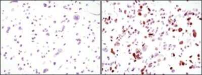 Immunocytochemistry/Immunofluorescence: GFP Antibody (4B10B2) - Azide and BSA Free [NBP2-80750] - Analysis of HCC827 cells, untransfected (left) or transfected with GFP (right) using GFP mouse mAb . Image from the standard format of this antibody.