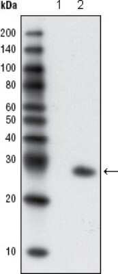 Western Blot: GFP Antibody (4B10B2) - Azide and BSA Free [NBP2-80750] - Analysis using GFP mouse mAb against extracts from HCC827 cells, untransfected (1) and transfected with GFP (2). Image from the standard format of this antibody.
